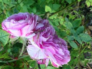 Balbinia Rose